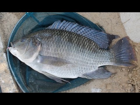 teknik mancing ikan mas